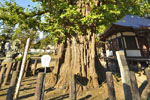 勝福寺と八坂神社の樹叢-03