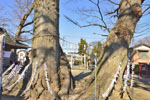 八枝神社のケヤキ-02