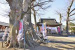八枝神社のケヤキ-03
