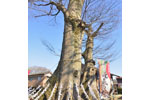 八枝神社のケヤキ-05