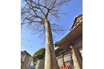 八枝神社のケヤキ-08