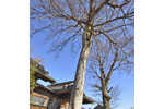 八枝神社のケヤキ-09