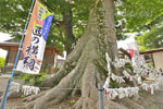 八枝神社のケヤキ-06