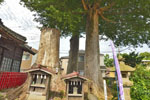 八枝神社のケヤキ-08