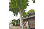 八枝神社のケヤキ-09