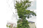 東町のムクノキ-03