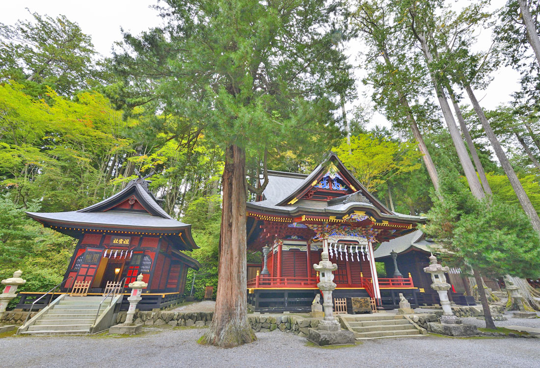 埼玉県の巨木 三峯神社の御神木