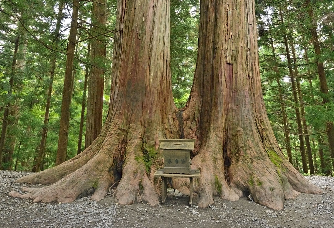 埼玉県の巨木 三峯神社の御神木