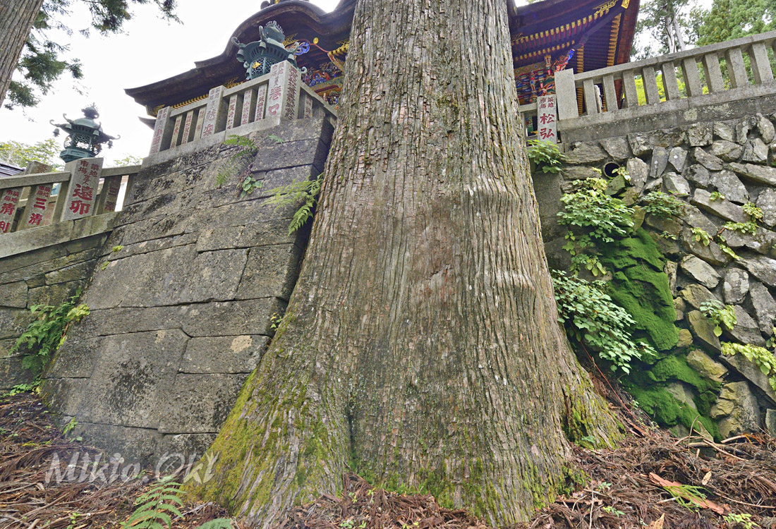 埼玉県の巨木 三峯神社の御神木 埼玉県の巨木 三峯神社の御神木