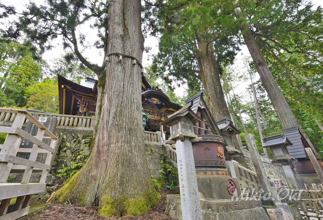 埼玉県の巨木 三峯神社の御神木
