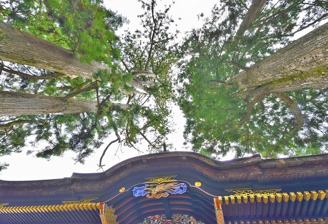 埼玉県の巨木 三峯神社の御神木