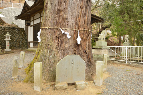 天神社大杉-01