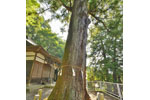 天神社大杉-03