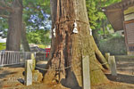 天神社大杉-06