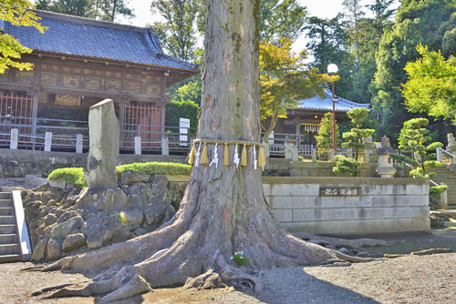 瀧宮神社のケヤキ-01
