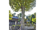 瀧宮神社のケヤキ-02