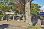 瀧宮神社のケヤキ-03