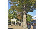 瀧宮神社のケヤキ-04