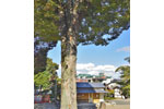 瀧宮神社のケヤキ-05