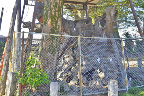 下手計鹿島神社のケヤキ-01