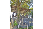 下手計鹿島神社のケヤキ-02