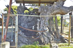 下手計鹿島神社のケヤキ-06