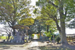 下手計鹿島神社のケヤキ-09