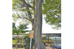 下手計鹿島神社のケヤキ-11