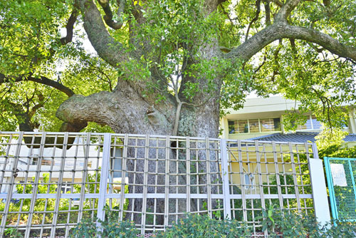 八基小学校のクスノキ-01