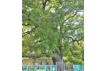 八基小学校のクスノキ-04