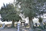 普済寺のカヤの木03