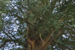 普済寺のカヤの木05