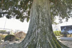 普済寺のカヤの木06