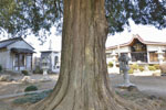 普済寺のカヤの木09