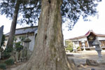 普済寺のカヤの木06