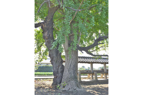 cm-当後白鬚神社-02