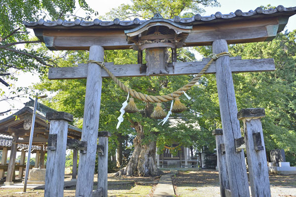 cm-当後白鬚神社-03