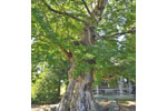 当後白鬚神社のムクノキ-03