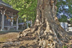 当後白鬚神社のムクノキ-05