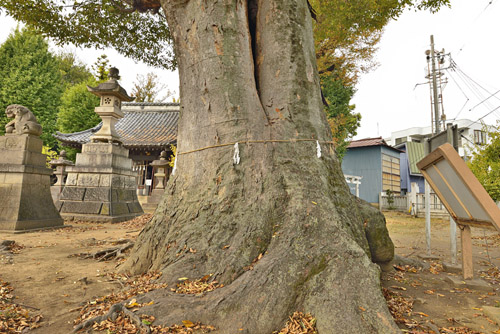 佐間天神社のケヤキ-01