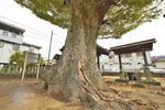 佐間天神社のケヤキ-05