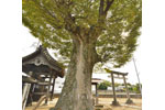 佐間天神社のケヤキ-06