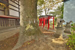 佐間天神社のケヤキ-10