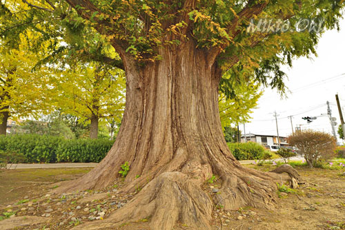 水城公園のメタセコイア-01