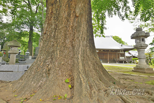 長久寺の公孫樹-01