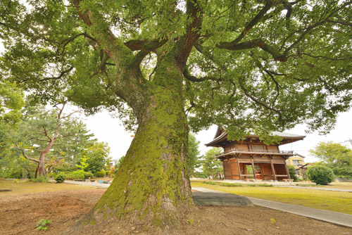 真観寺のクスノキ-01
