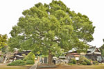 真観寺のクスノキ-02