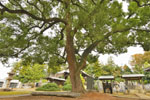 真観寺のクスノキ-03