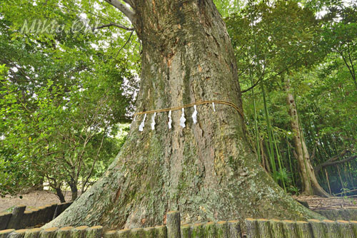 馬見塚神明社のケヤキ-01