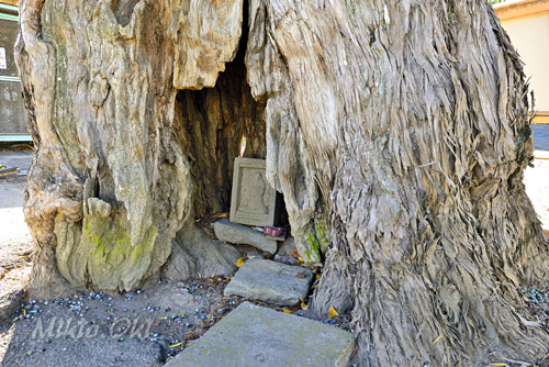 前玉神社のイヌマキ-01